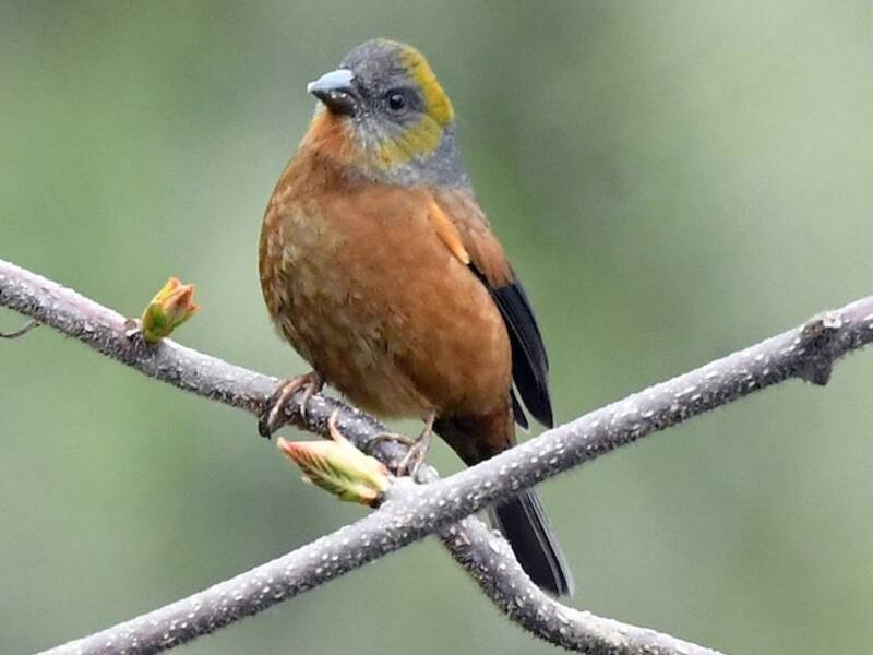 Gold-naped Finch, Photos 3