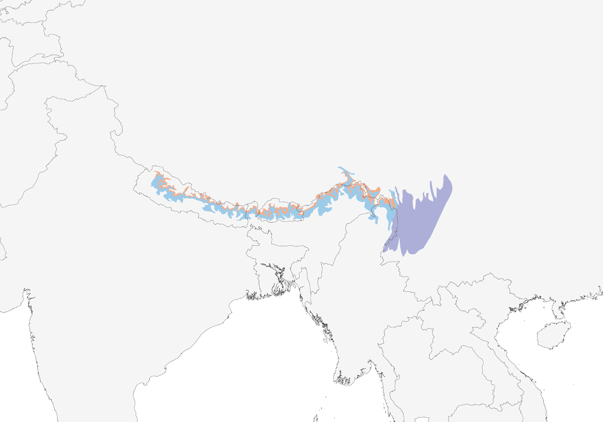 Gold-naped Finch, Distribution 1