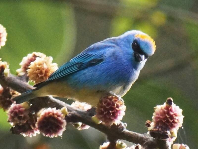 Golden-naped Tanager
