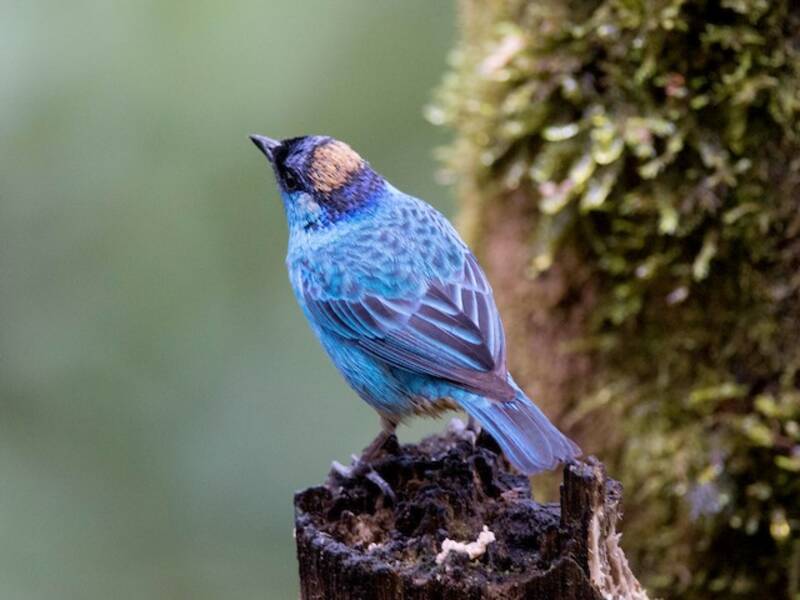 Golden-naped Tanager, Photos 2