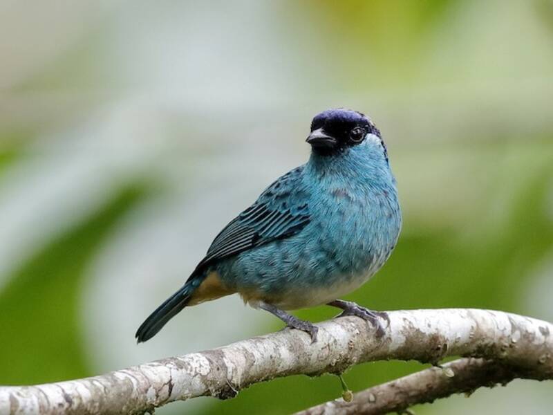 Golden-naped Tanager, Photos 4