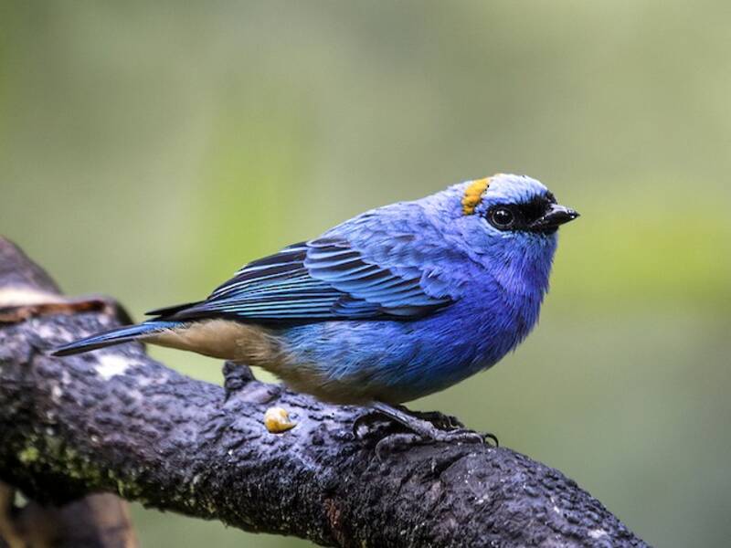 Golden-naped Tanager, Photos 3