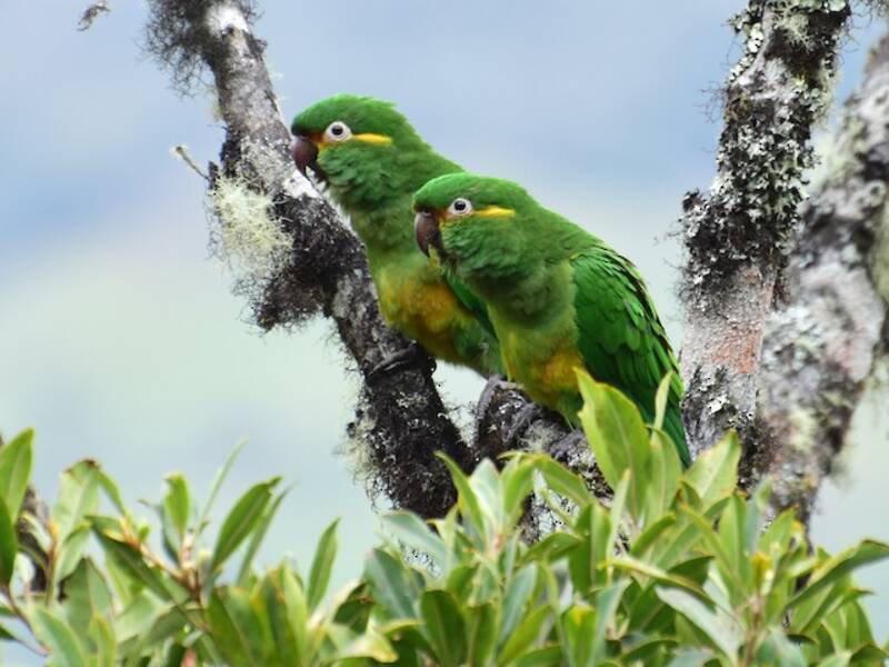 Parrocchetto dalle piume dorate - Leptosittaca branickii