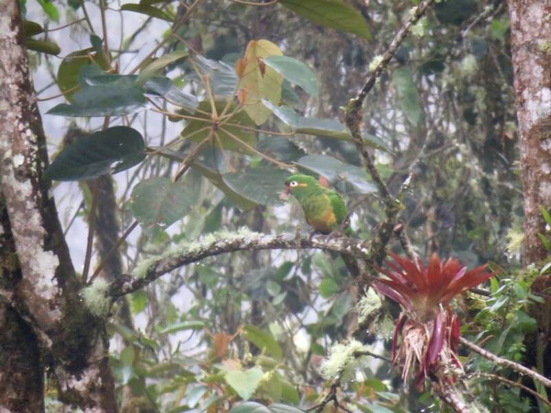 Parrocchetto dalle piume dorate, Foto 4