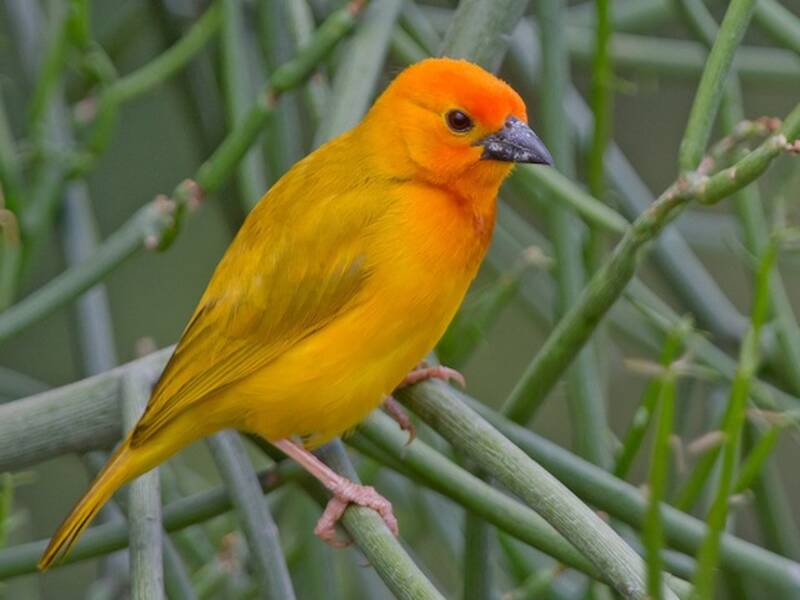 Golden Palm Weaver