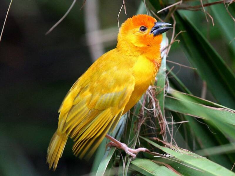 Golden Palm Weaver, 照片 2
