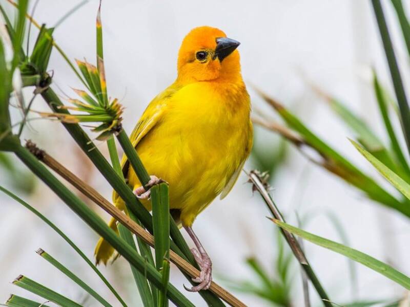 Golden Palm Weaver, 照片 3