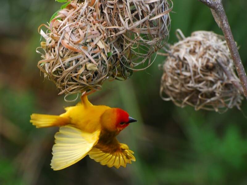 Golden Palm Weaver, 照片 4
