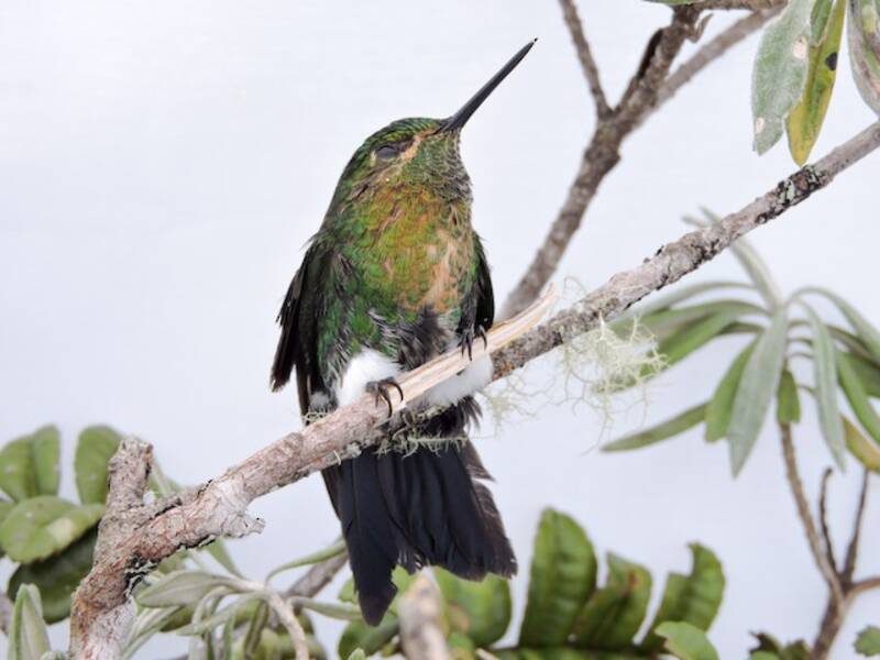 Colibrí Calzadito de Gorjera