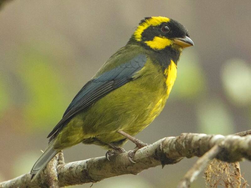 Gold-ringed Tanager (Bangsia aureocincta)