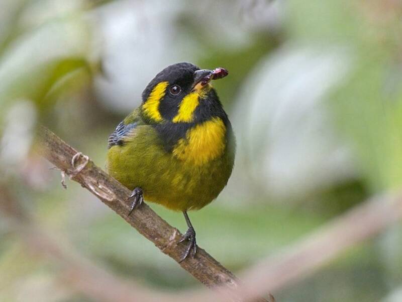 Gold-ringed Tanager, 照片 2