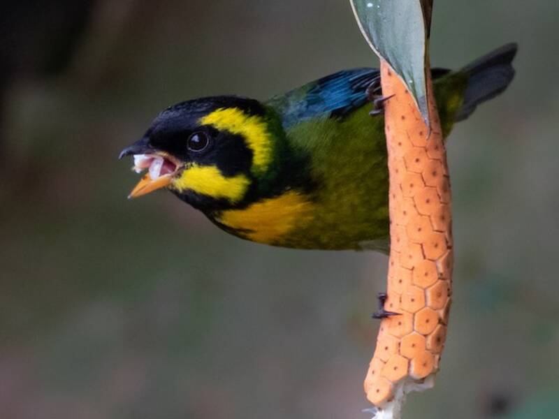 Gold-ringed Tanager, 照片 4