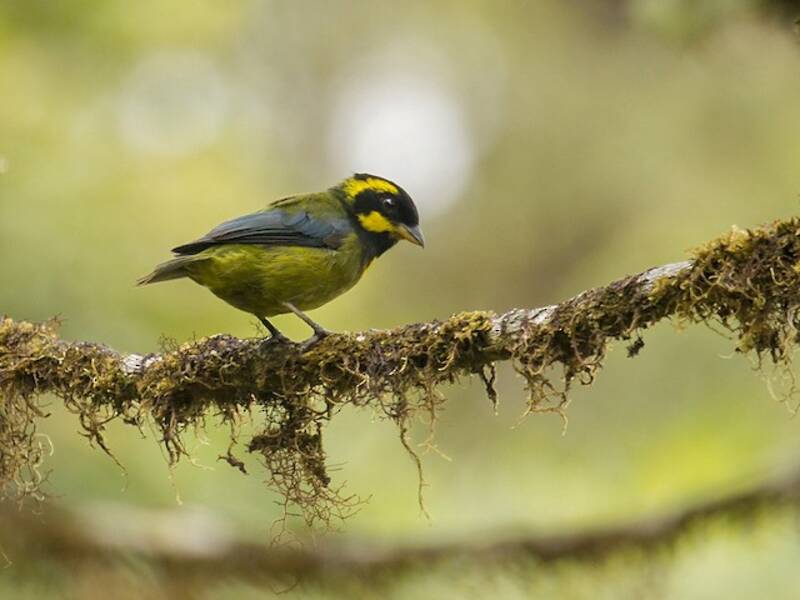 Gold-ringed Tanager, 照片 3
