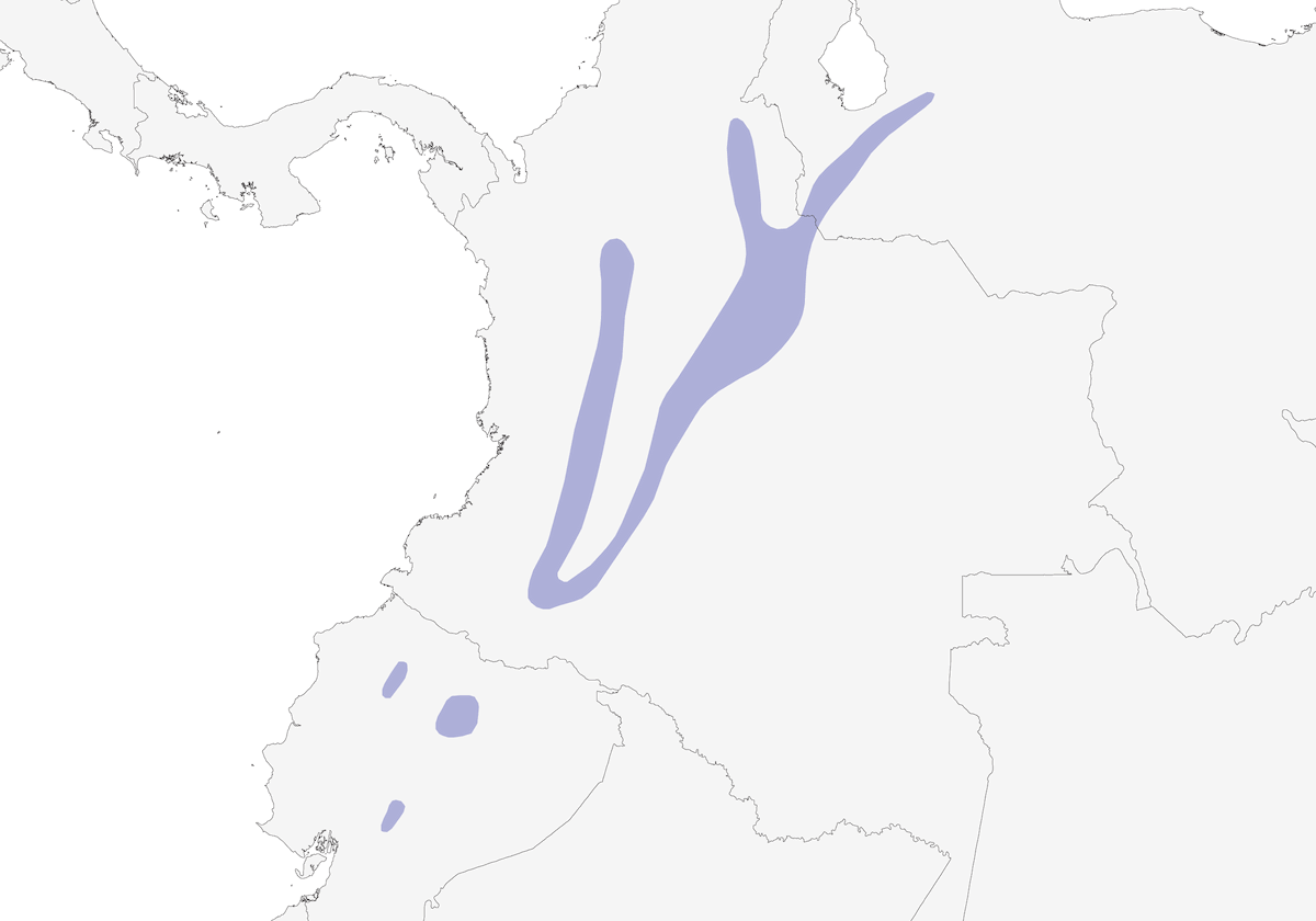 Stellina golalilla, Distribuzione 1