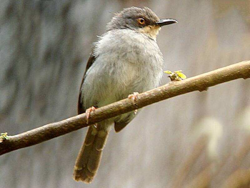 Gosling's Apalis