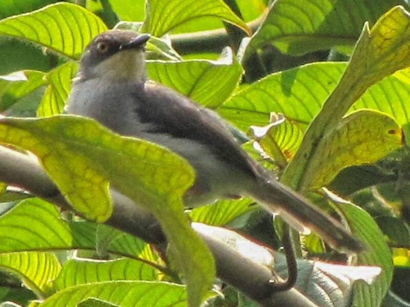 Gosling-Apalis, Fotos 3