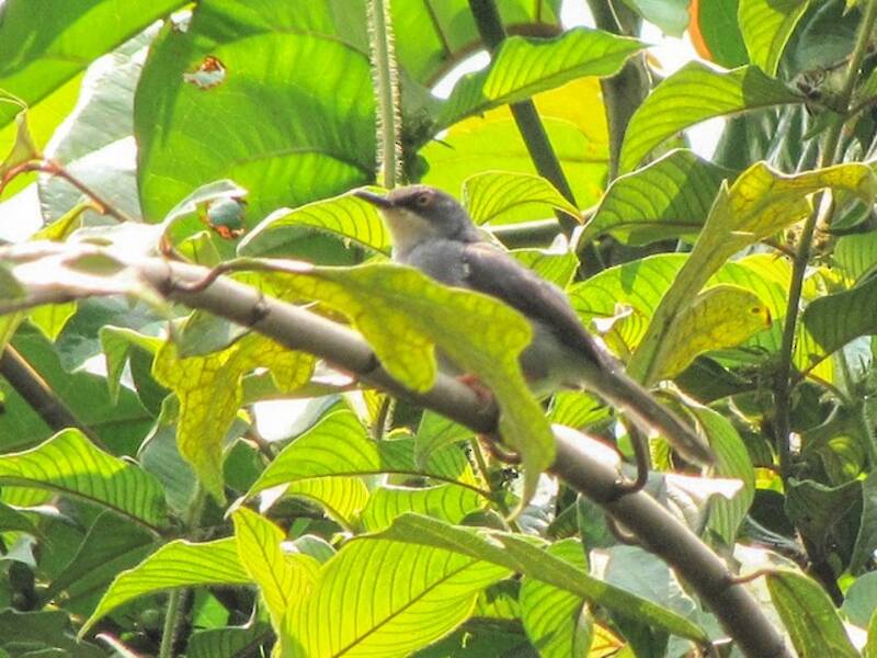Gosling-Apalis, Fotos 2