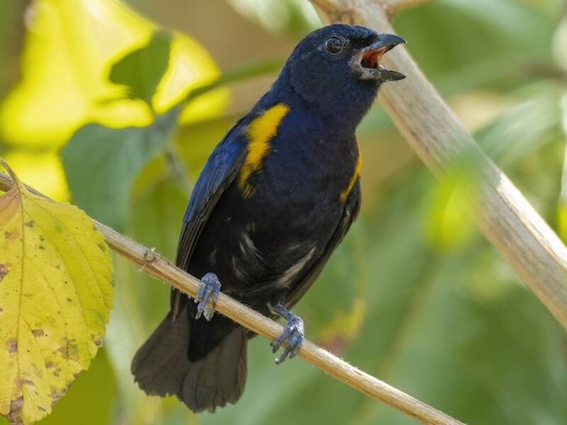 Golden-sided Euphonia