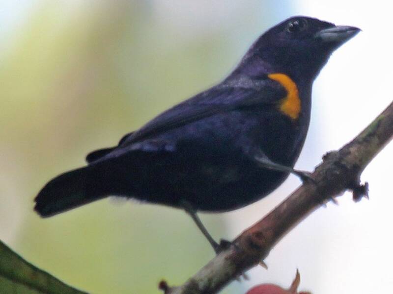 Golden-sided Euphonia, Photos 2