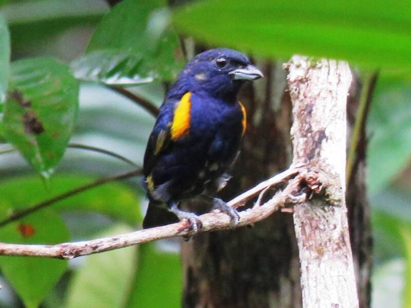 Golden-sided Euphonia, Photos 4