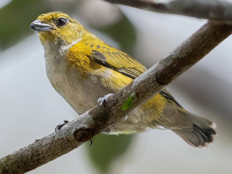 Golden-sided Euphonia, Photos 3