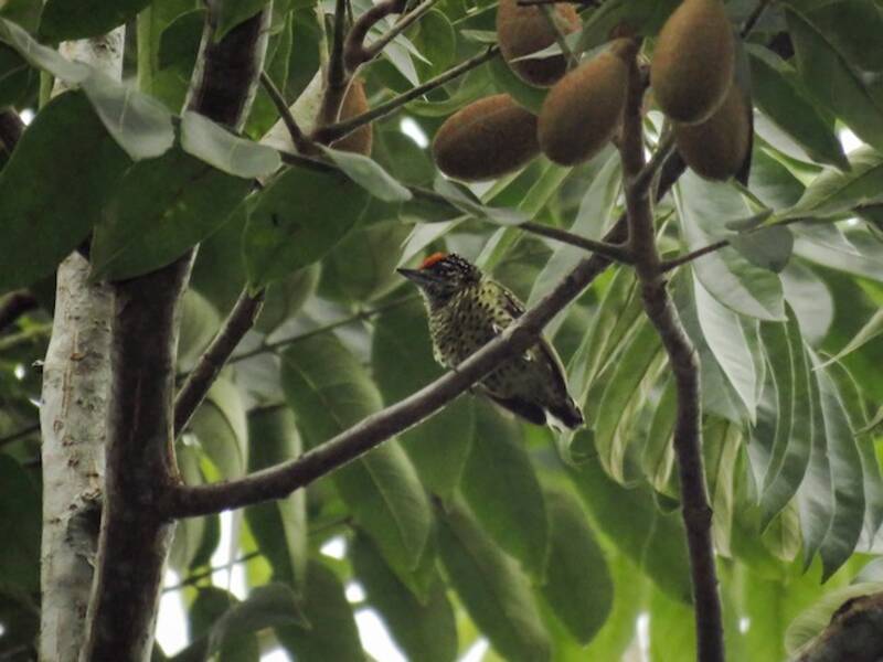 Piculet scintillant