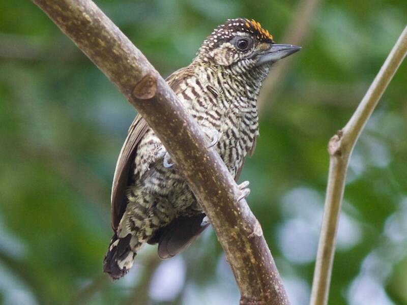 Piculet scintillant, Photos 4