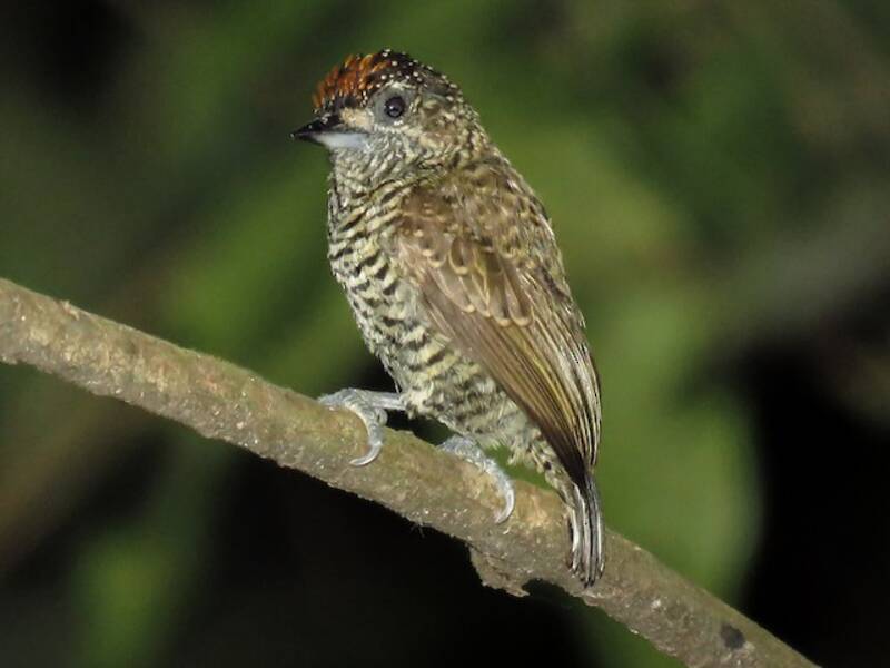 Piculet scintillant, Photos 2