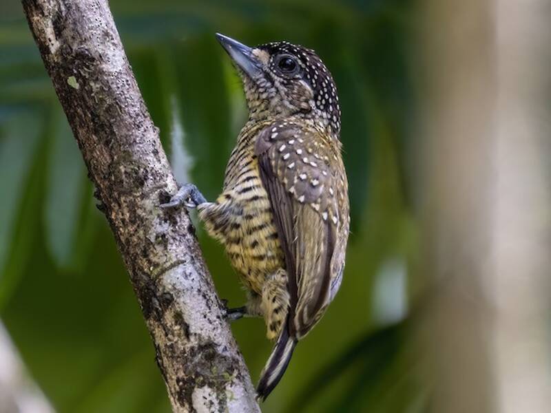 Piculet scintillant, Photos 3