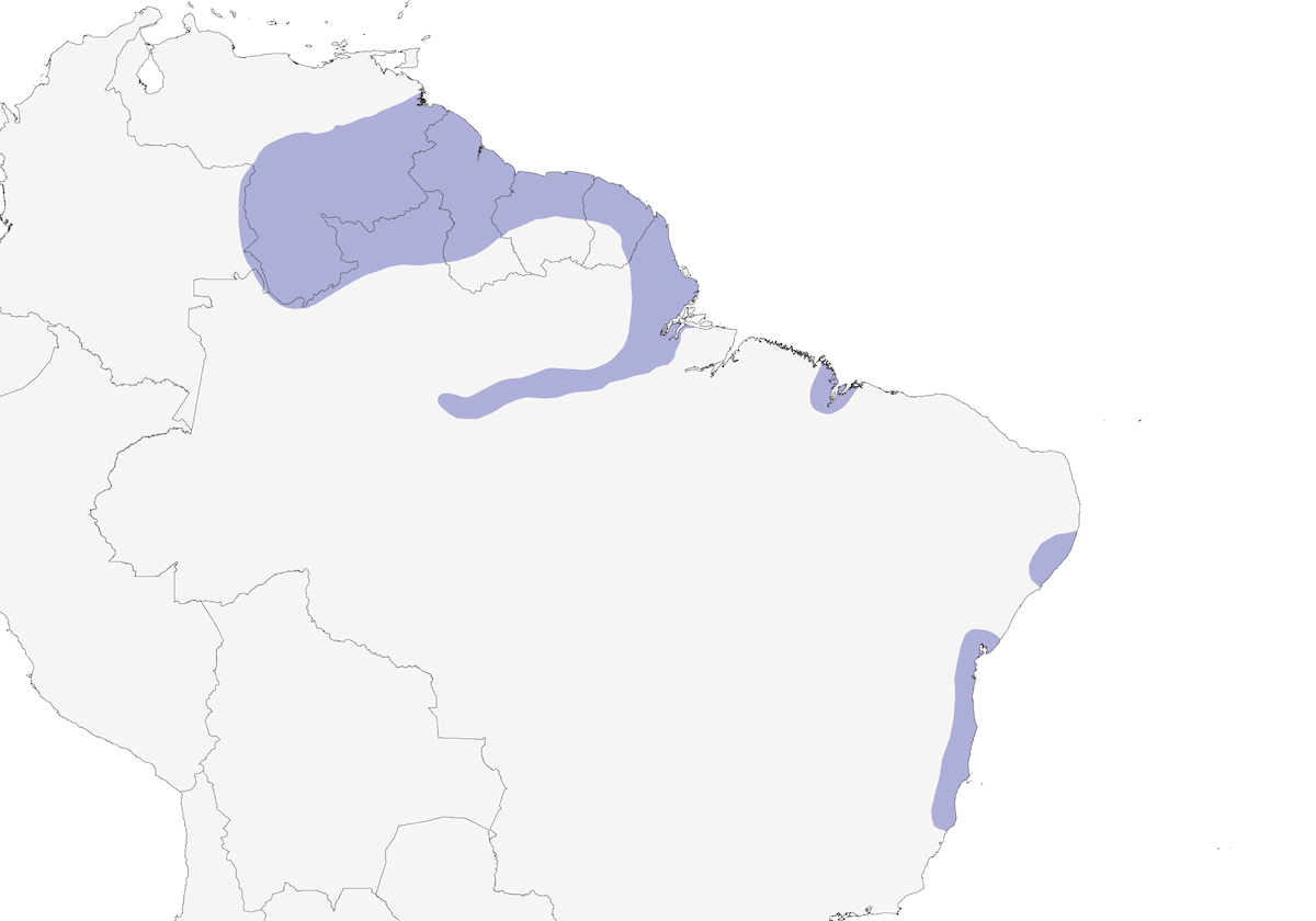 Piculet scintillant, Distribution 1