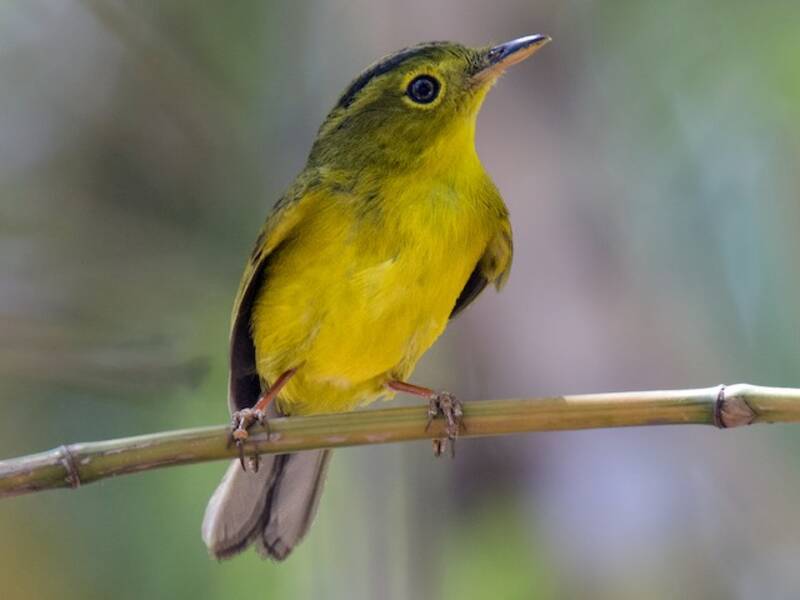 Green-crowned Warbler, Photos 1