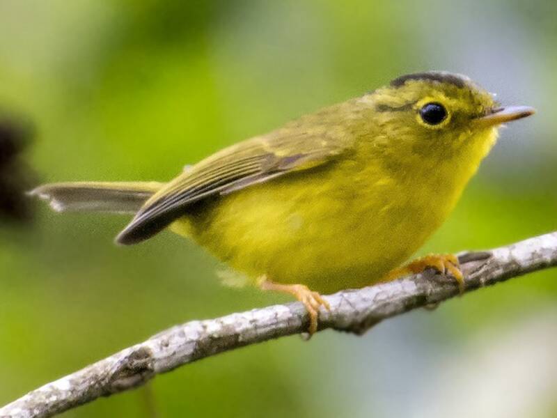 Green-crowned Warbler, Photos 3