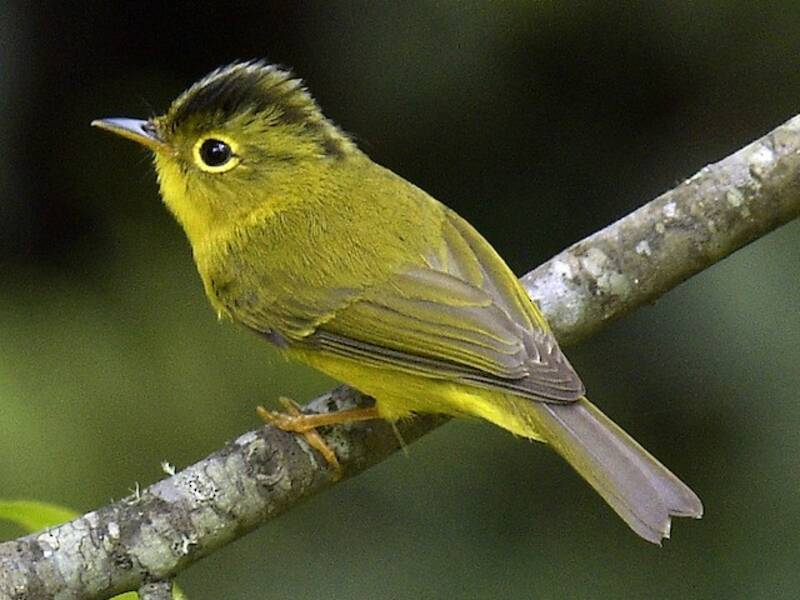Green-crowned Warbler, Photos 2