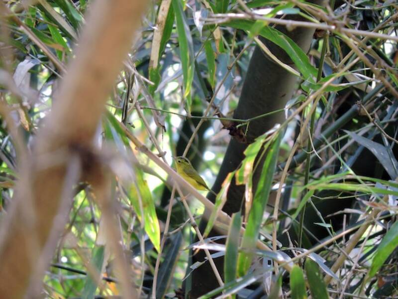 Green-crowned Warbler, Photos 4