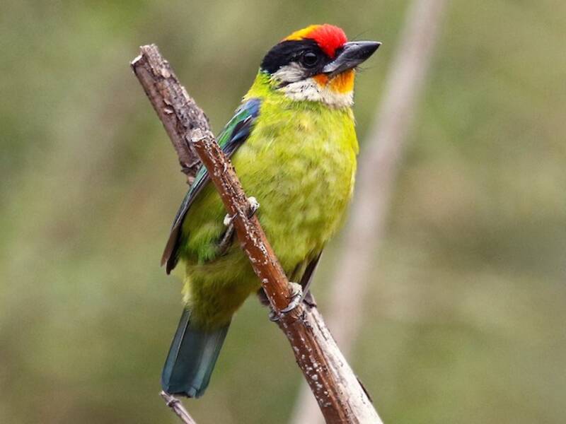 Franklin-Bartvogel, Fotos 4