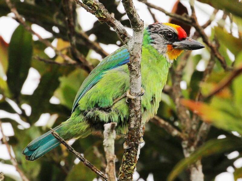 Franklin-Bartvogel, Fotos 3