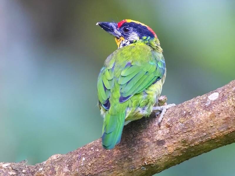Franklin-Bartvogel, Fotos 2