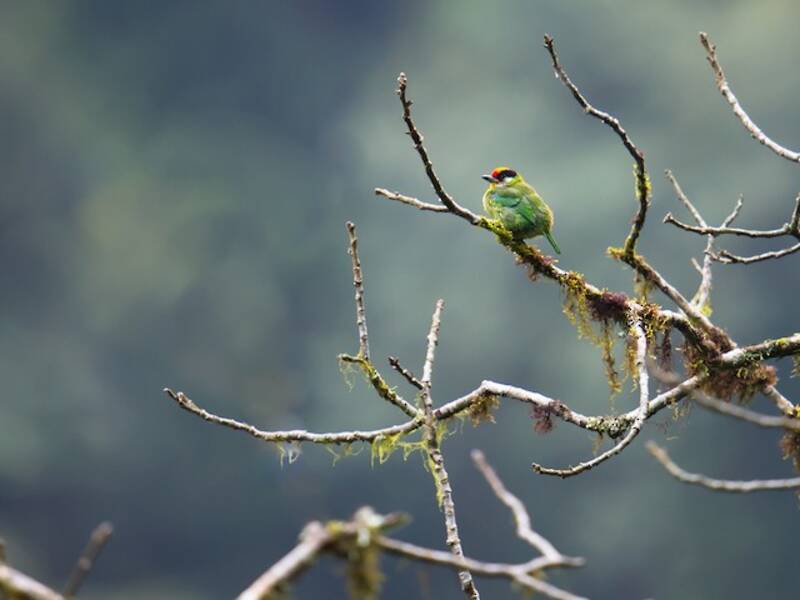 Franklin-Bartvogel