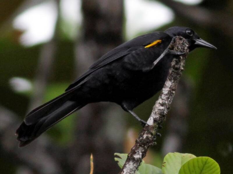 Golden-tufted Grackle, Photos 3