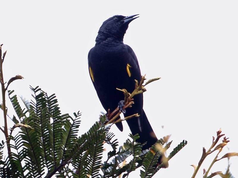 Golden-tufted Grackle, Photos 2