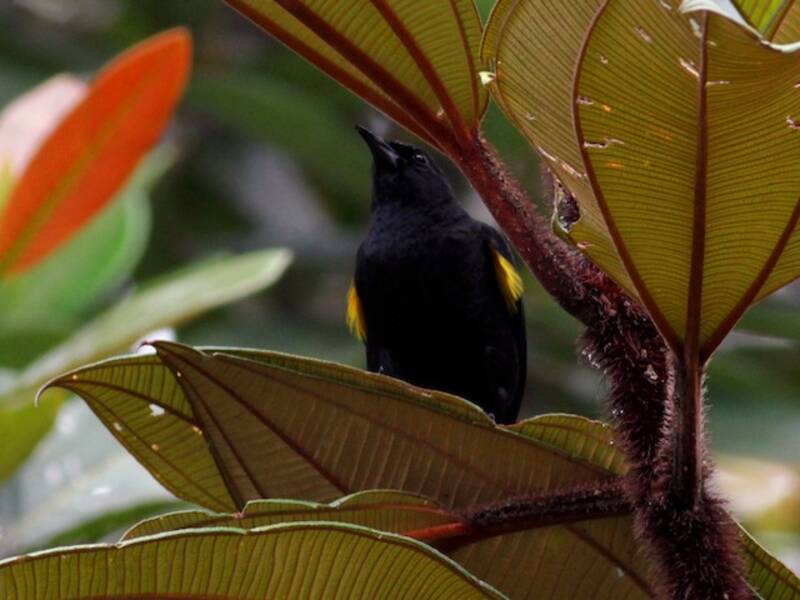 Golden-tufted Grackle, Photos 4