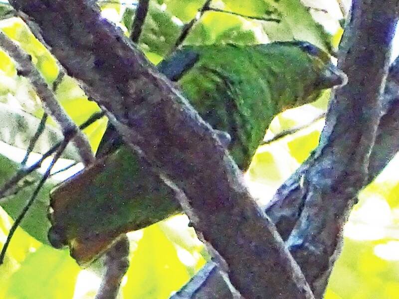 Parrocchetto codadorata, Foto 2