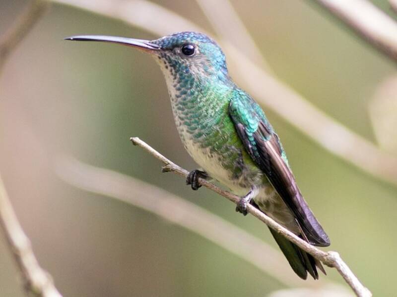 Zaffiro codadorata, Foto 4
