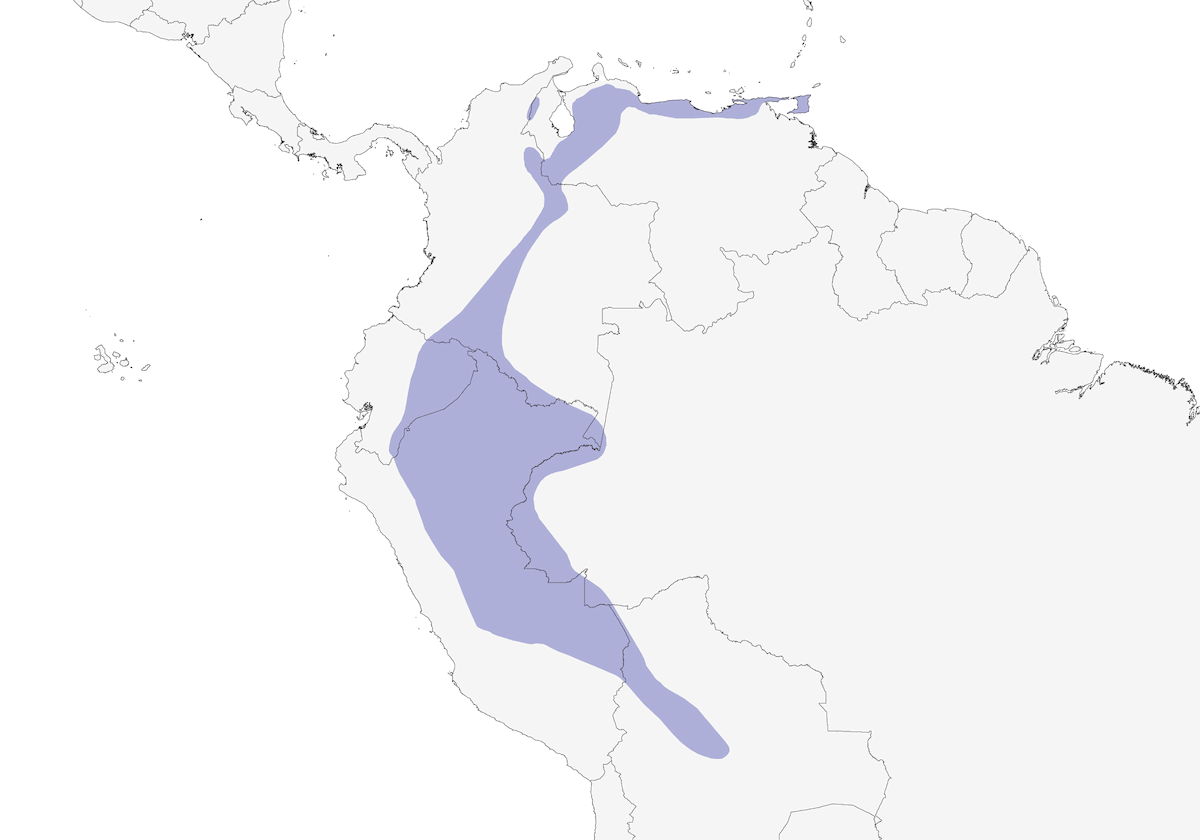 Zaffiro codadorata, Distribuzione 1