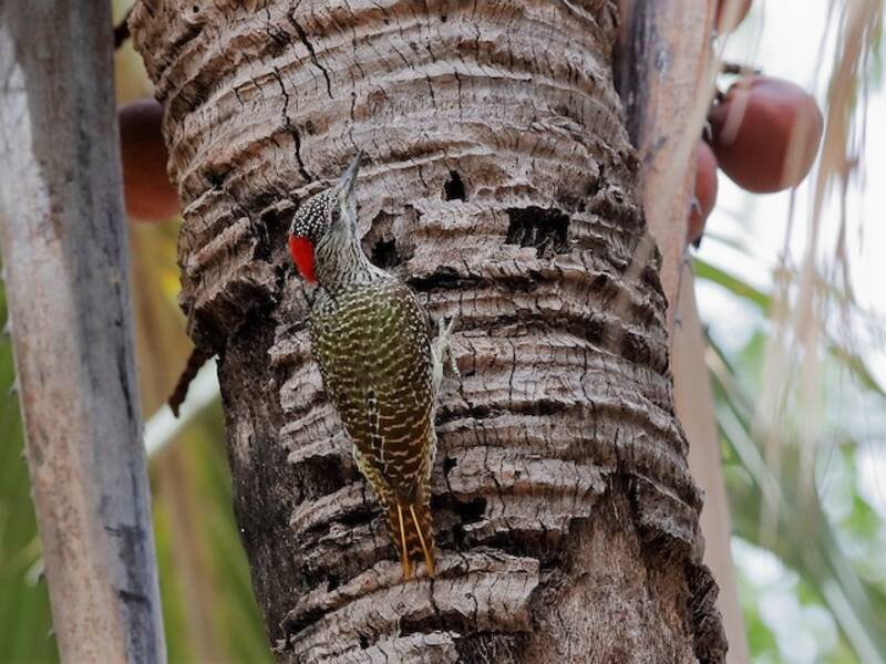 Golden-tailed Woodpecker