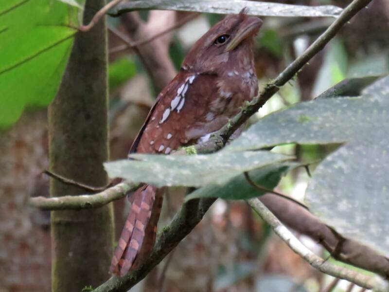 Gould's Frogmouth, Photos 4