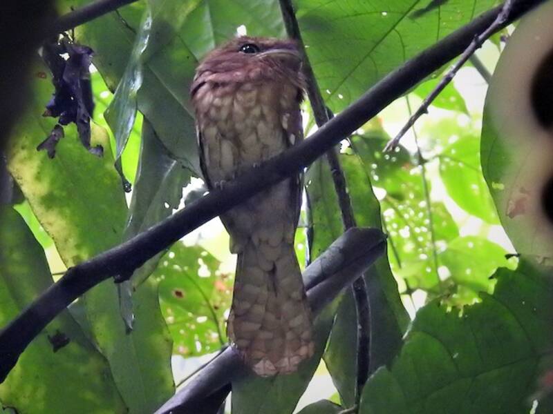 Gould's Frogmouth, Photos 3