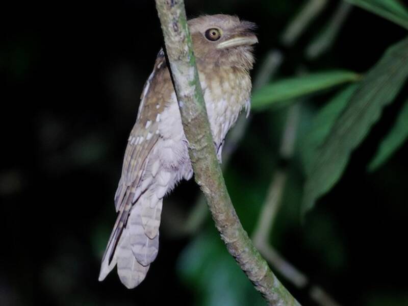Gould's Frogmouth, Photos 2