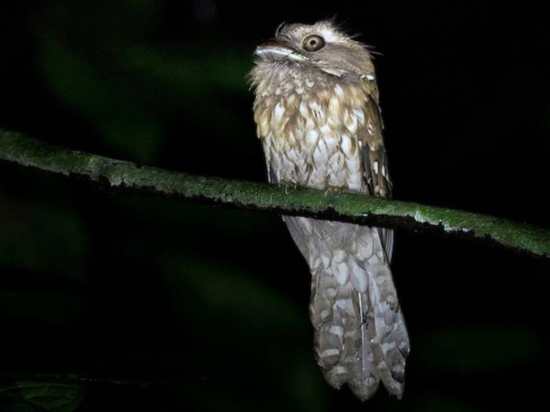 Gould's Frogmouth
