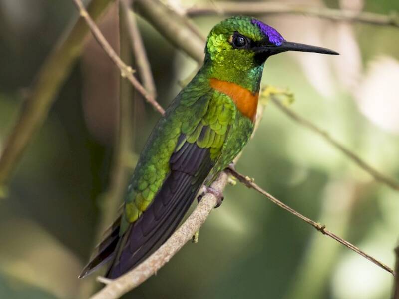 Colibrí de Gould